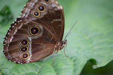 papillon seul marron avec des ronds sur une feuille en couleur