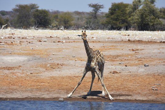 trinkende Giraffe (giraffa camelopardalis) am Wasserloch im Etosha Nationalpark (Namibia)