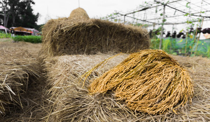  Gold paddy on rice straw after harvested