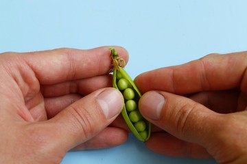 Green pea pod in hand