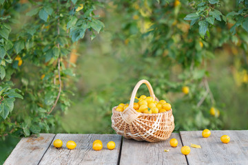 Fototapeta na wymiar yellow plum in basket on wooden table outdoor