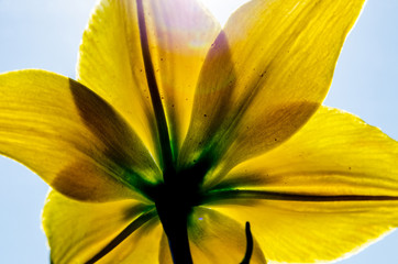 a beautiful yellow lily, a flower lies on a table, in the summer a flower called lily