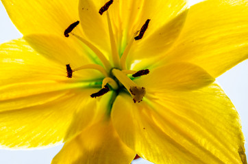 a beautiful yellow lily, a flower lies on a table, in the summer a flower called lily