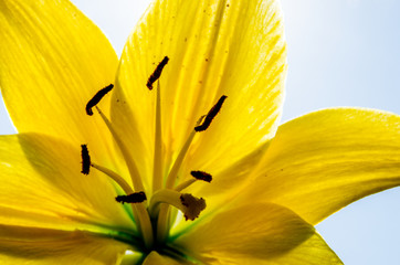 a beautiful yellow lily, a flower lies on a table, in the summer a flower called lily