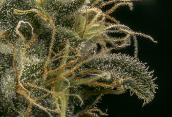 marihuana resin macro