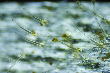 Microscopic view of Garden geranium (Pelargonium x hortorum) trichomes (hairs)