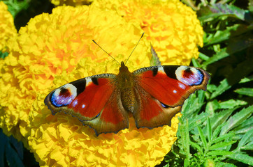 beautiful flowers growing on a flower bed, marigolds of yellow color grew in a garden