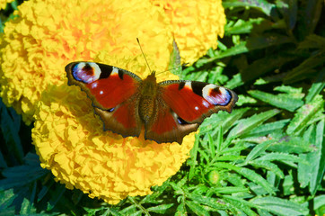 beautiful flowers growing on a flower bed, marigolds of yellow color grew in a garden