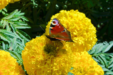 beautiful flowers growing on a flower bed, marigolds of yellow color grew in a garden