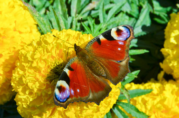beautiful flowers growing on a flower bed, marigolds of yellow color grew in a garden