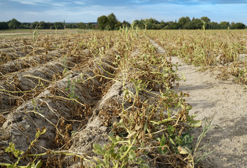 Im heißen Sommer vernichtet die Trockenheit die angebauten Kartoffeln in Soest, Nord Rhein Westfalen, Deutschland. Die Pflanzen liegen vertrocknet in den Reihen auf dem ausgetrockneten Erdboden.