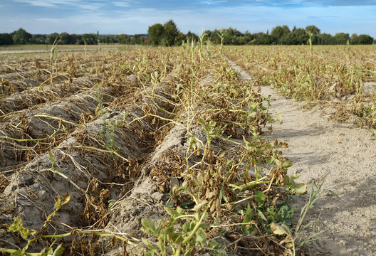 Im hei&szlig;en Sommer vernichtet die Trockenheit die angebauten Kartoffeln in Soest, Nord Rhein Westfalen, Deutschland. Die Pflanzen liegen vertrocknet in den Reihen auf dem ausgetrockneten Erdboden.