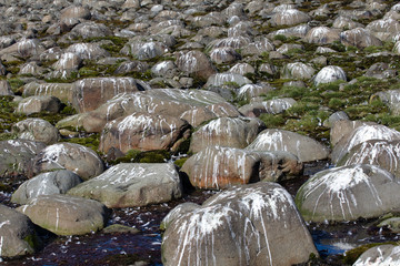 Landscape and boulders on shorewhere birds often rest and defecation