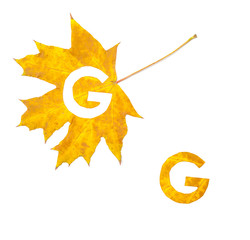 Autumn alphabet. Letter G is cut from  yellow maple leaf