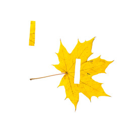 Autumn alphabet. Letter I is cut from  yellow maple leaf