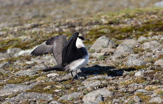 Freebooting Images Browse 46 Stock Photos Vectors and Video Adobe