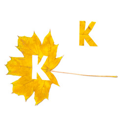 Autumn alphabet. Letter K is cut from yellow maple leaf