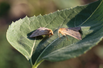 On one green sheet of sunflower there are two furry moths.