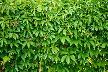 Virginia creeper (Parthenocissus Quinquefolia) green leaves.