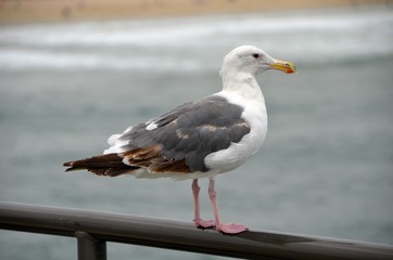 Naklejka premium seagull at huntington beach