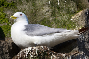 Kittiwakes on ledges near nest and incubate