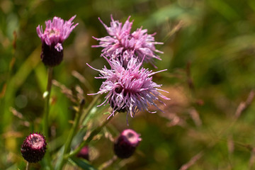 purple flowers on green
