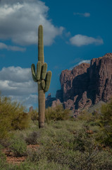 A single large saguaro cactus stands near the Superstition Mountains on a sunny day in the Sonoran Desert near Phoenix, Arizona.