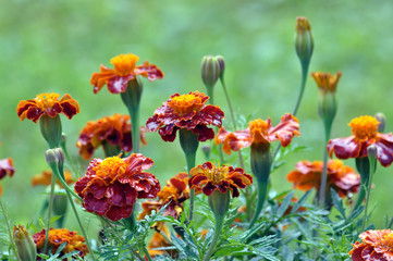 Blossom bushes tagetes