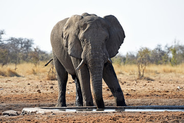 Afrikanischer Elefant (loxodonta africana) am Wasserloch im Etosha Nationalpark (Namibia)