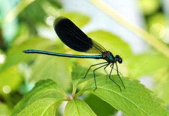 Dragonfly sits on a green leaf