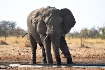 Fototapeta na wymiar Afrikanischer Elefant (loxodonta africana) am Wasserloch im Etosha Nationalpark (Namibia)