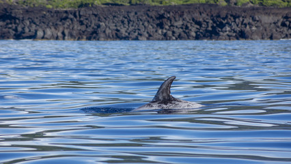 Fototapeta premium Dolphin