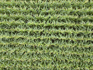 Organic natural green field of corn. Top view aerial photo from drone