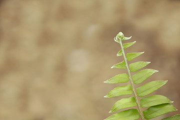 Green leaf in the morning with blurred background.