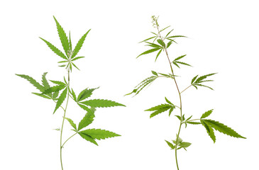 Set with green hemp plants on white background