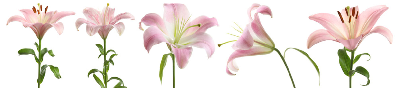 Fototapeta Set with beautiful lilies on white background