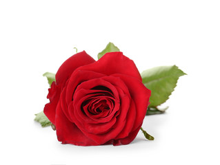 Beautiful red rose on white background. Funeral symbol
