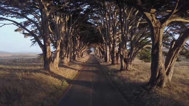 Aerial, trees overhang road in California