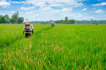 Back of Thai farmer to herbicides or chemical fertilizers Equipment on the fields green rice growing.