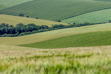 A full frame photograph of green fields, in the South Downs in Sussex