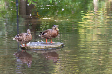 the beautiful duck with ducklings floats in a pond in the clear summer afternoon