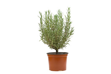 Lavender bush in flower pot isolated on white