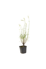 bush of lavender in a plastic pot on a white background