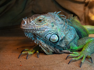 large portrait of the beautiful young iguana