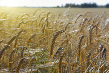 Wheat field. Ears of golden wheat close up. Beautiful Nature Sunset Landscape. Rural Scenery under Shining Sunlight.