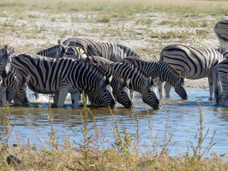 Fototapeta na wymiar troupeau de zèbres - Namibie