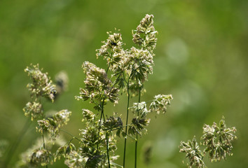 Flowering Dactylis glomerata