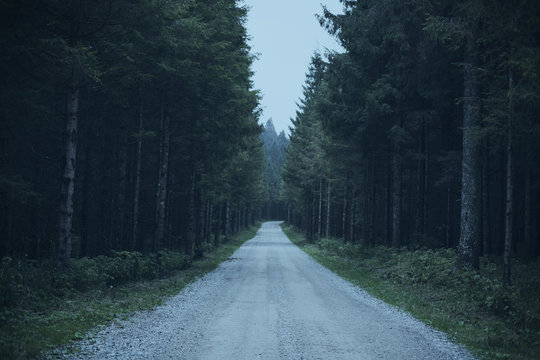 A white road between dark forest