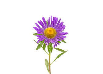 aster flower on white background