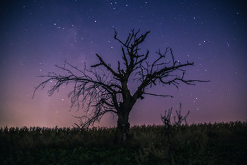 Obraz na płótnie Canvas samotne drzewo nocą i niebo z gwiazdami